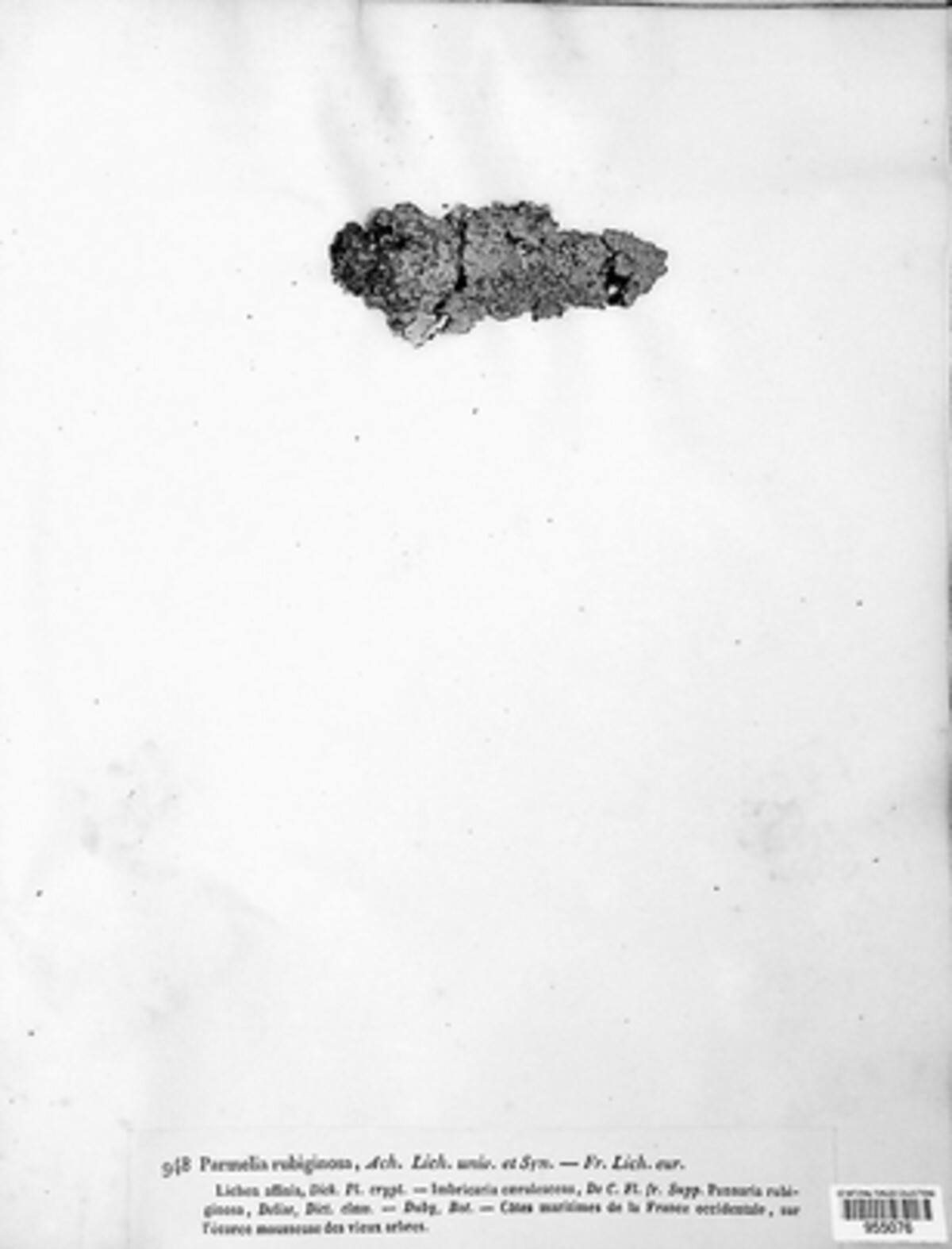 Pannaria rubiginosa image